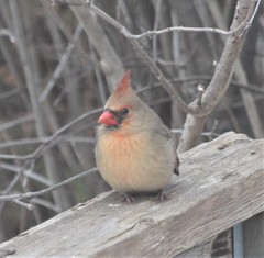 Cardinalis cardinalis