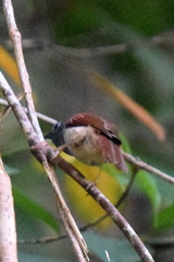 Cyanoderma erythropterum