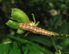 Pyrrhia purpura