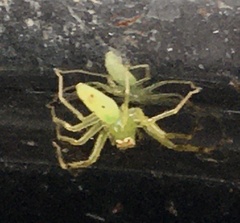 Lyssomanes pauper