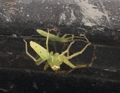 Lyssomanes pauper