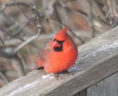 Cardinalis cardinalis