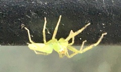 Lyssomanes pauper