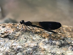 Aristocypha fenestrella