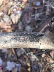 Acanthostigma multiseptatum