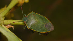 Acrosternum rubescens