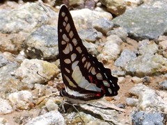 Graphium evemon eventus
