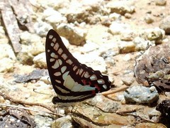 Graphium evemon eventus
