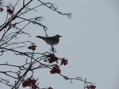 Turdus pilaris