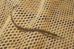 Microphis brachyurus