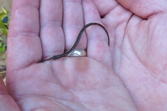 Microphis brachyurus