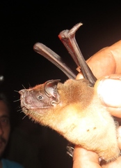 Noctilio albiventris