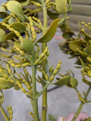Phoradendron leucarpum