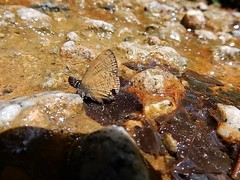 Prosotas nora superdates