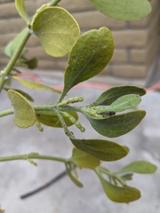 Phoradendron leucarpum