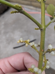 Phoradendron leucarpum