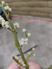 Phoradendron leucarpum