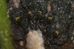 Camponotus chilensis