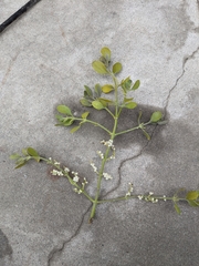 Phoradendron leucarpum