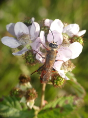 Sphex latreillei