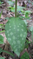 Pulmonaria officinalis