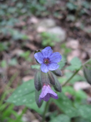 Pulmonaria officinalis