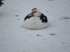 Cairina moschata domestica