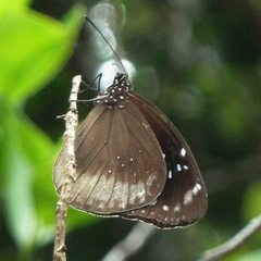 Euploea euphon