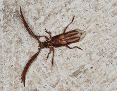 Piesarthrius marginellus