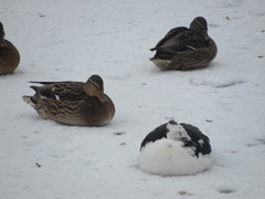 Cairina moschata domestica