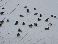 Cairina moschata domestica