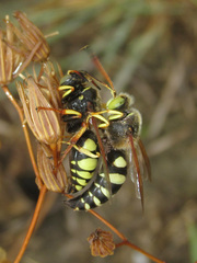 Sphecius antennatus