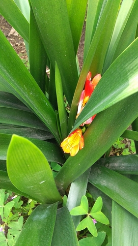 Natal Lily
