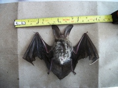 Corynorhinus mexicanus