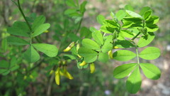 Hippocrepis emerus emerus