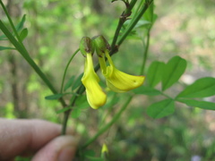 Hippocrepis emerus emerus