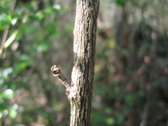 Hippocrepis emerus emerus