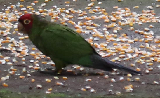 Aratinga image