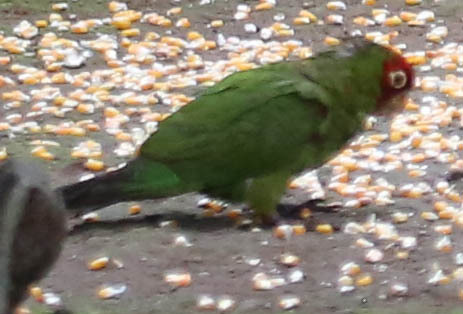 Aratinga erythrogenys image