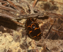 Episcaphula tamburinea