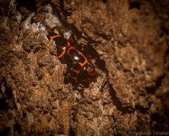 Episcaphula tamburinea