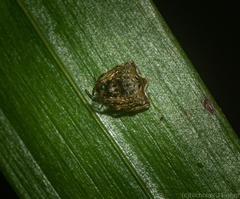 Arkys speechleyi