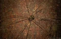 Neopantopsalis pentheter