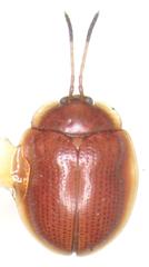Demotispa rubiginosa