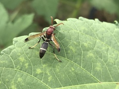 Polistes brunus