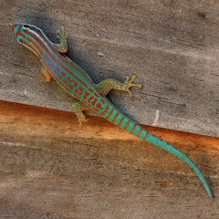Phelsuma ornata