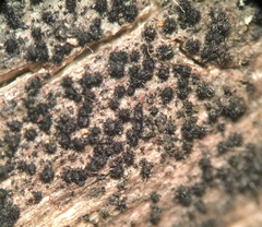 Acanthostigma multiseptatum