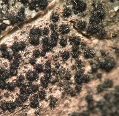 Acanthostigma multiseptatum