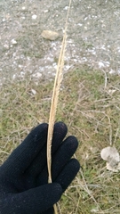 Sporobolus compositus