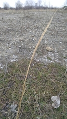 Sporobolus compositus